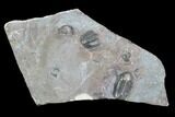 Gerastos Trilobite - Jorf, Morocco #87579-1